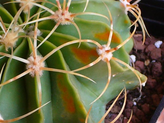 Ferocactus  