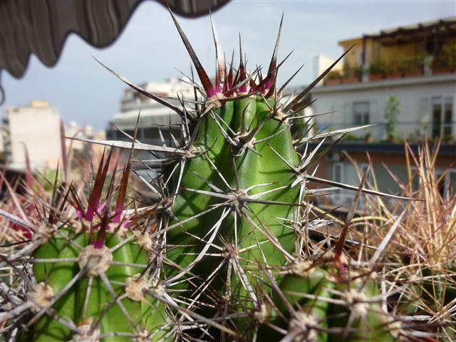 Machaerocereus gummosus 