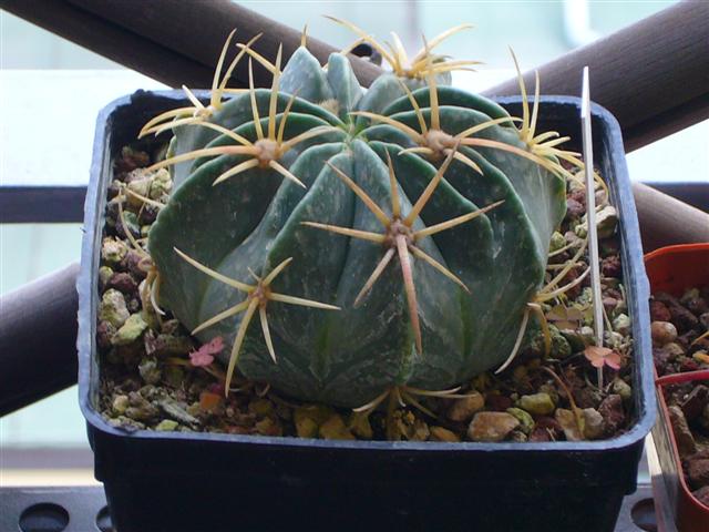 Ferocactus Macrodiscus 