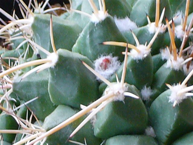Mammillaria  