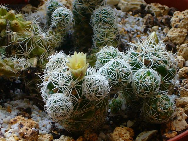 Mammillaria gracilis 