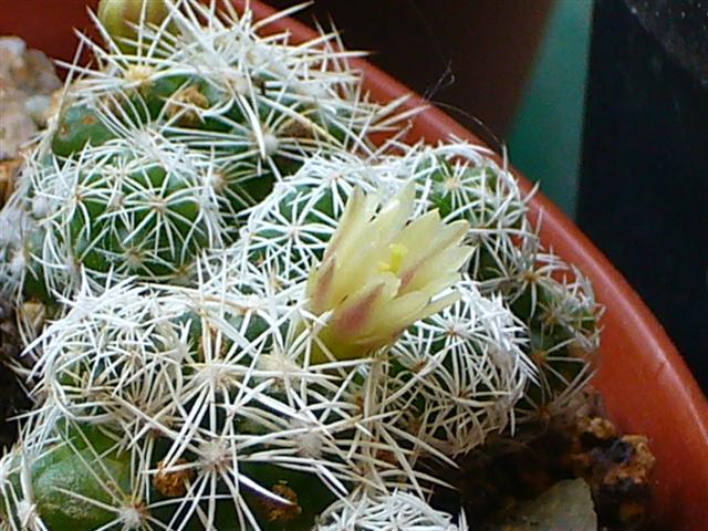 Mammillaria gracilis 