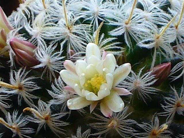 Mammillaria nana ssp. duwei 