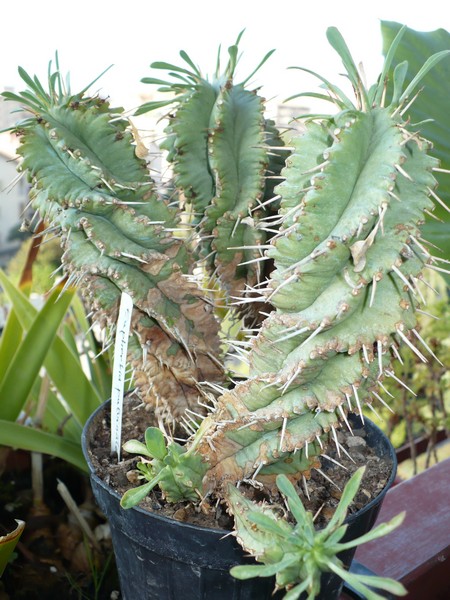 Euphorbia pulvinata 