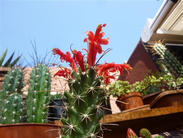 Mammillaria poselgeri 