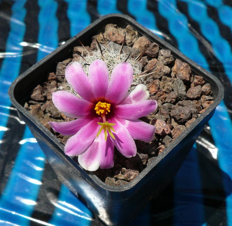 Mammillaria insularis 