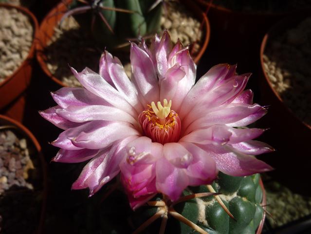 Coryphantha elephantidens 