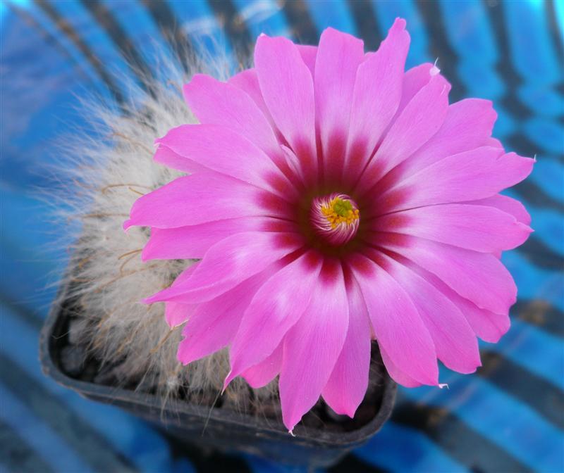 Mammillaria guelzowiana 