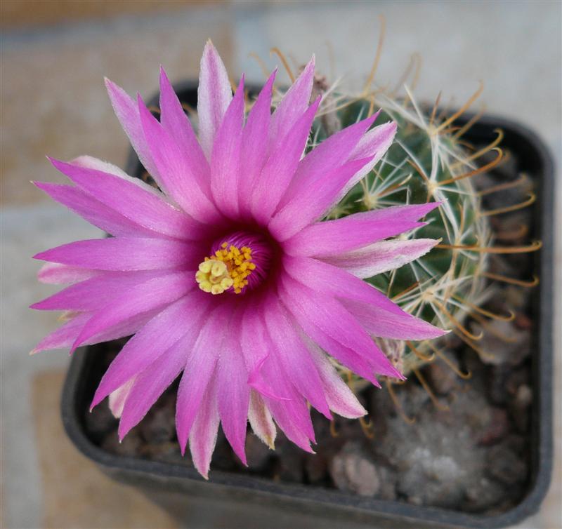 Mammillaria wrightii 