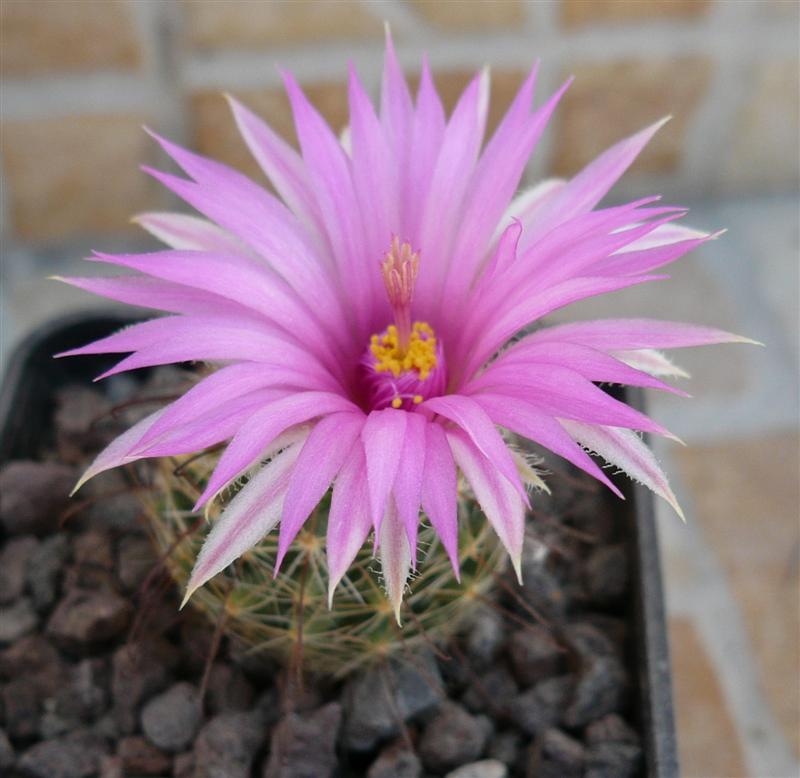 Mammillaria wrightii 