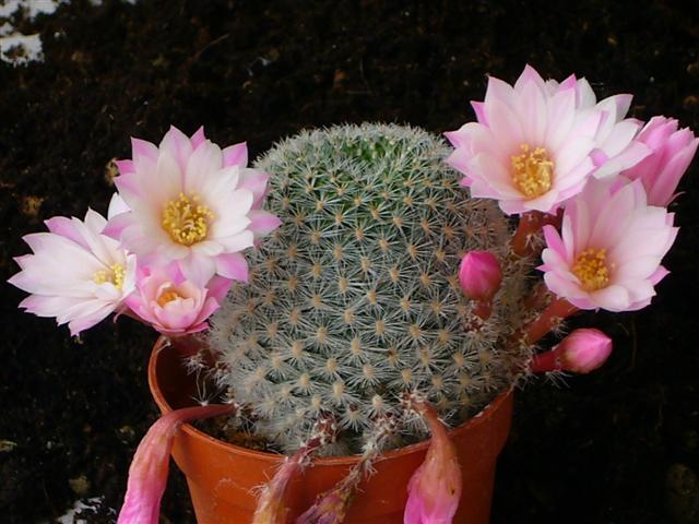 Rebutia  