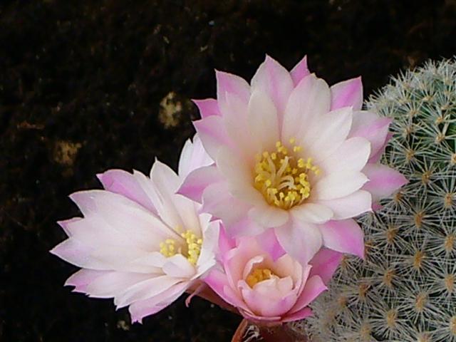 Rebutia  