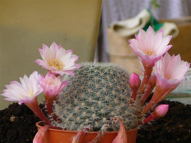 Rebutia  