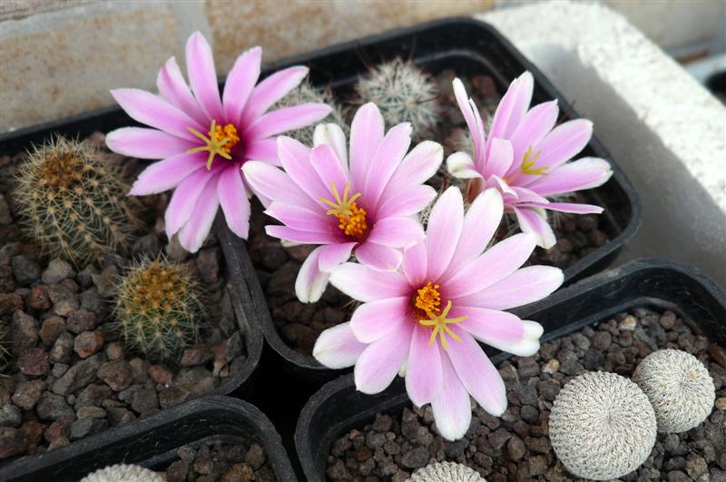 Mammillaria boolii 