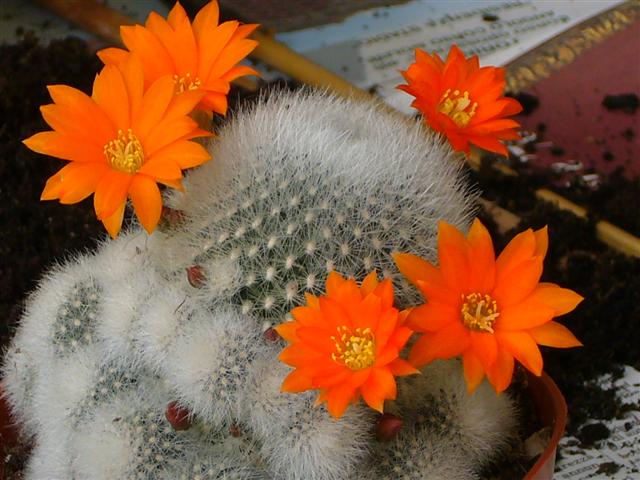 Rebutia muscula 