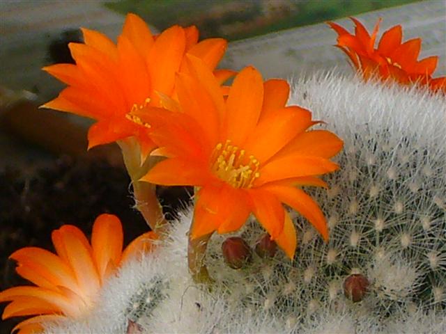 Rebutia muscula 