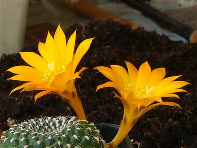 Rebutia marsoneri 