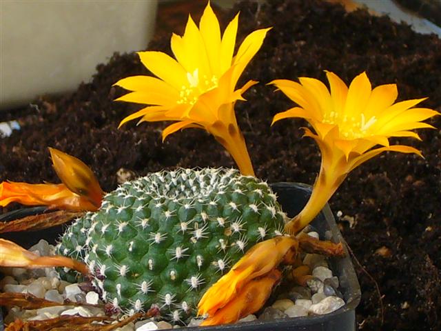 Rebutia marsoneri 