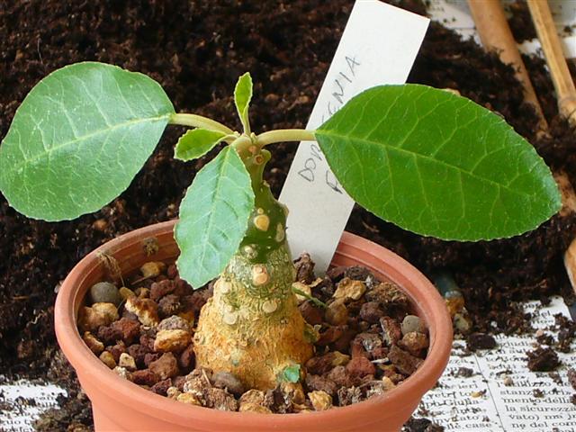 Dorstenia foetida 