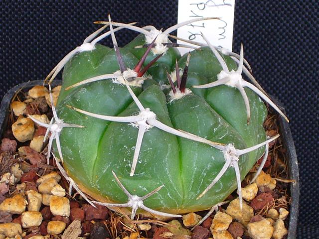 Gymnocalycium mostii P 176