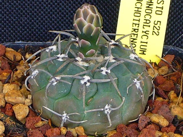 Gymnocalycium ochoterenae STO 522