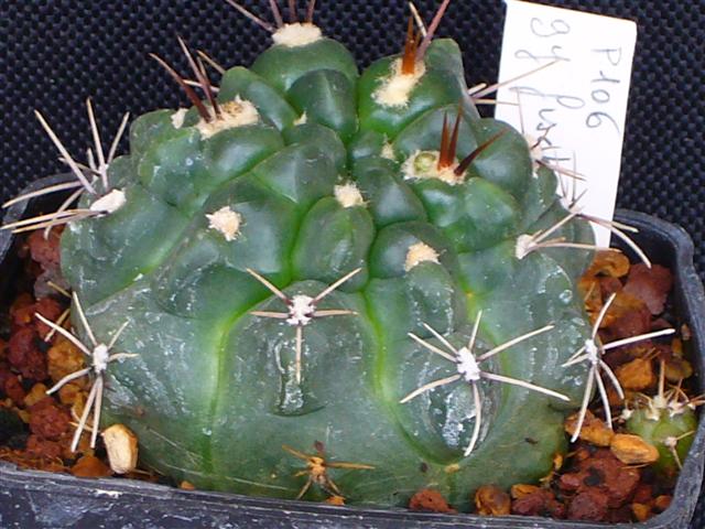 Gymnocalycium fischeri P 106