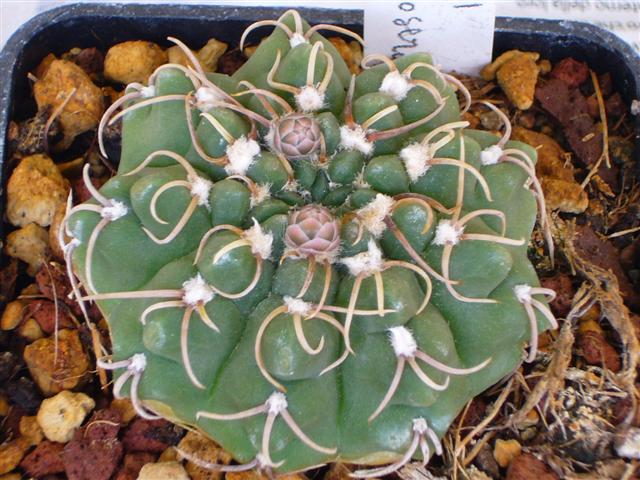 Gymnocalycium moserianum LB 1021