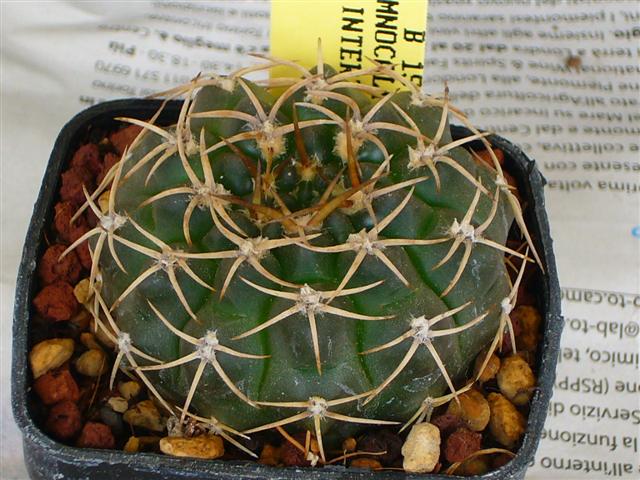 Gymnocalycium intertextum B 197