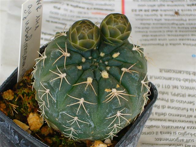 Gymnocalycium uebelmannianum WR 141