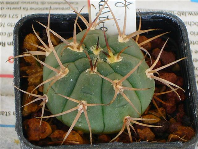 Gymnocalycium bayrianum P 399