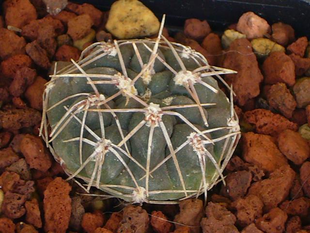 gymnocalycium sigelianum