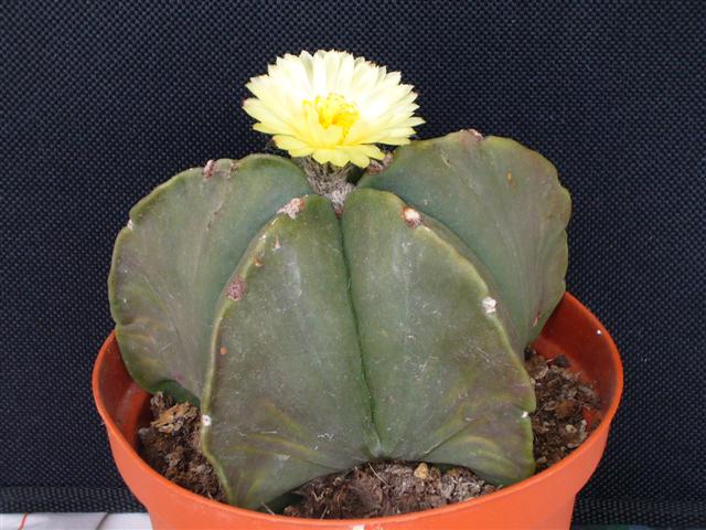 Astrophytum myriostigma v. nudum 