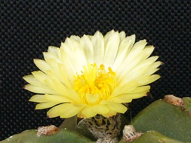 Astrophytum myriostigma v. nudum 