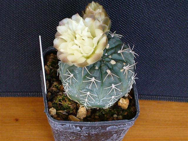 Gymnocalycium uebelmannianum WR 141