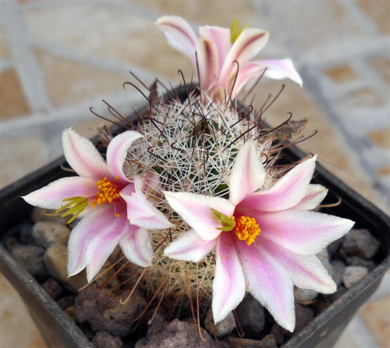 Mammillaria hutchisoniana 