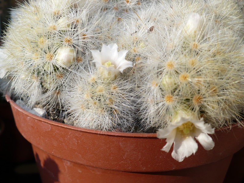 Mammillaria laui 