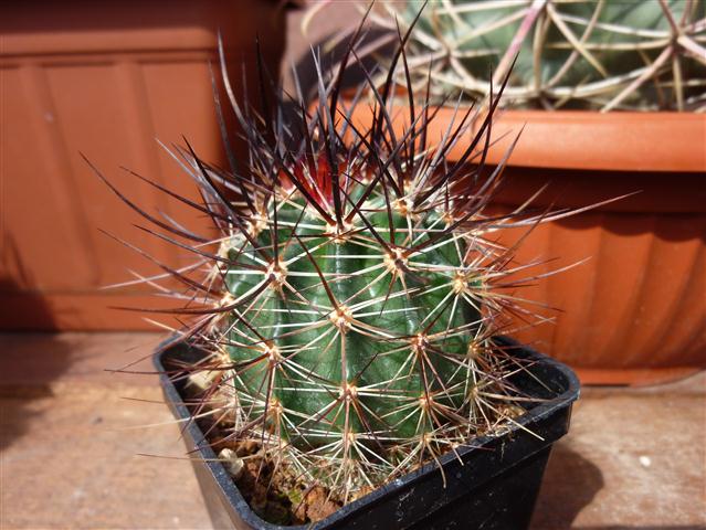 Echinocereus  lindsayi 