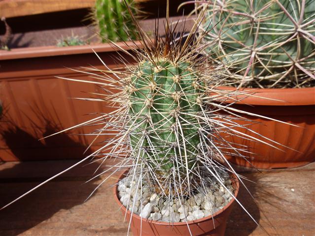 Echinocereus acifer 