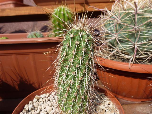 Echinocereus  apachensis 