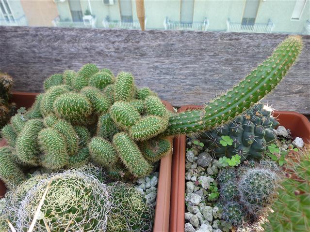 borzicactus samaipatanus f. cristatus