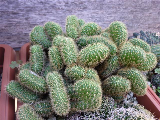 Borzicactus samaipatanus f. cristatus 