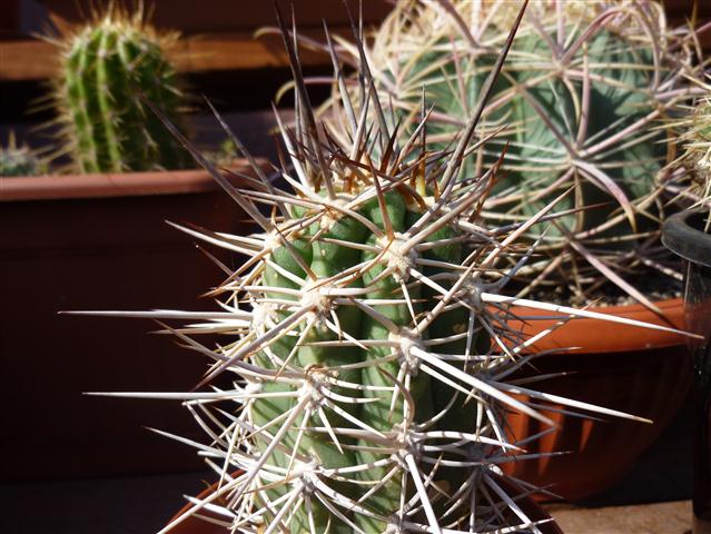 trichocereus chiloensis ssp. panhoplites