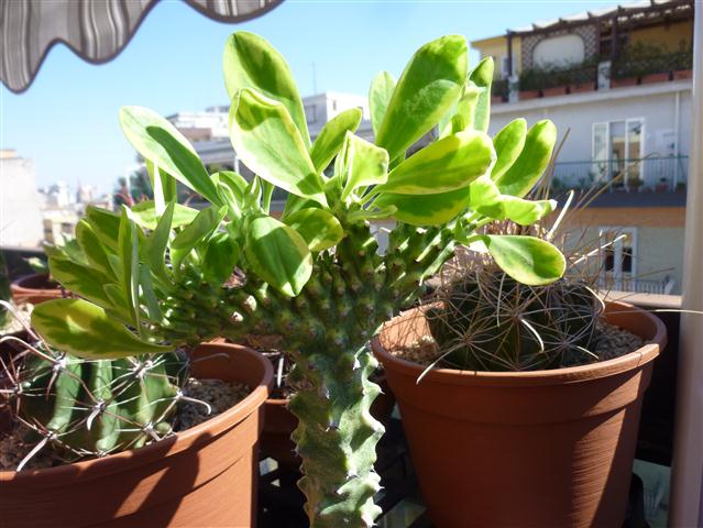 Euphorbia neriifolia cv. cristata variegata 
