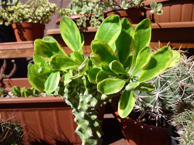 Euphorbia neriifolia cv. cristata variegata 