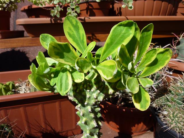 Euphorbia neriifolia cv. cristata variegata 