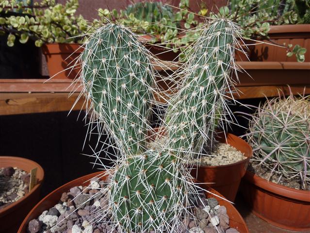 opuntia hystricina v. ursina