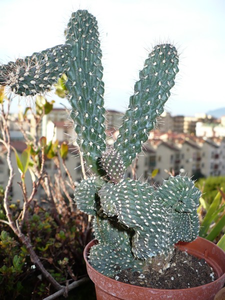 cylindropuntia fulgida v. mamillata