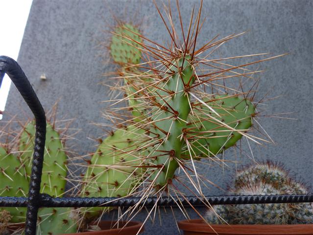 Opuntia littoralis 