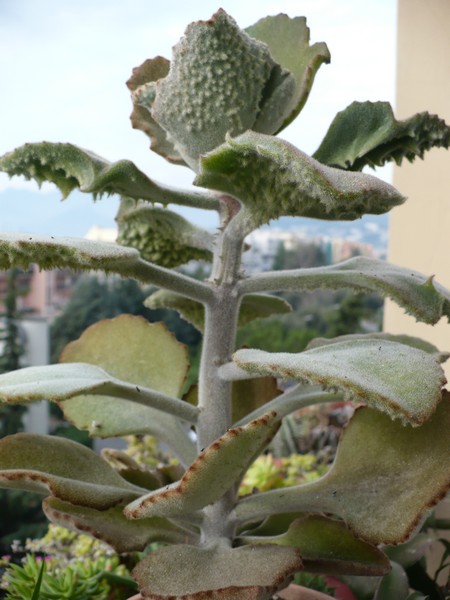 kalanchoe beharensis cv. fang