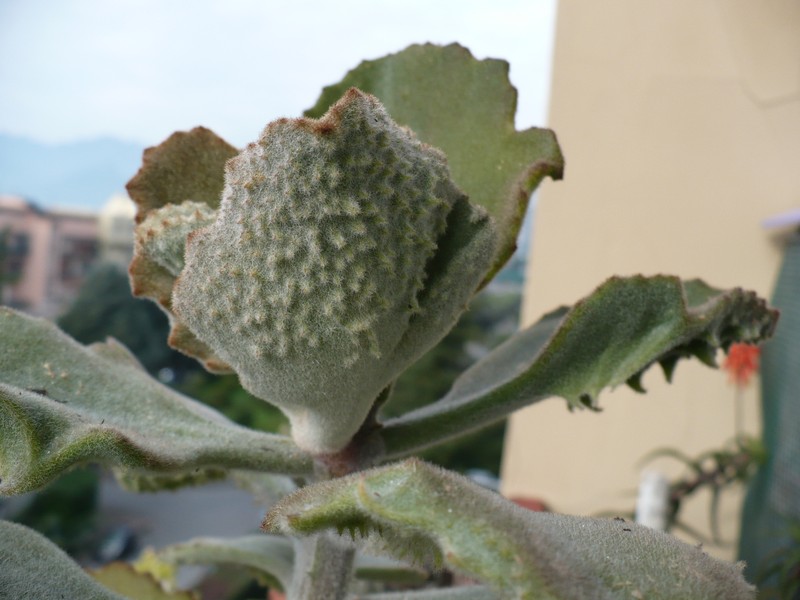 Kalanchoe beharensis cv. fang 